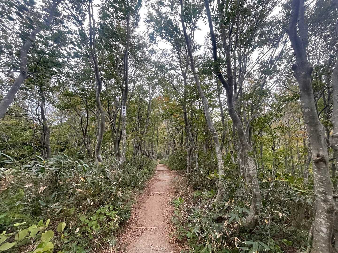 急だけど登りやすい三ノ峰コースを進みます。