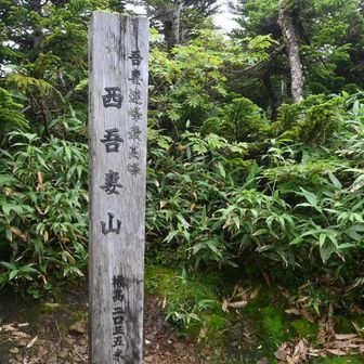 山頂は展望なし。ありがとうございました。