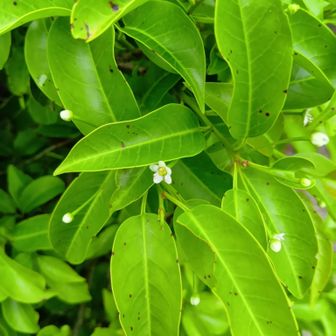 冬青の花
目立たないのです
