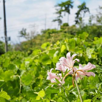 スタートは淡いピンクの百合のお花がお出迎え
盆休み前くらいから久々読書モードに入ってしまって迷った末、午前読書、午後山になりました