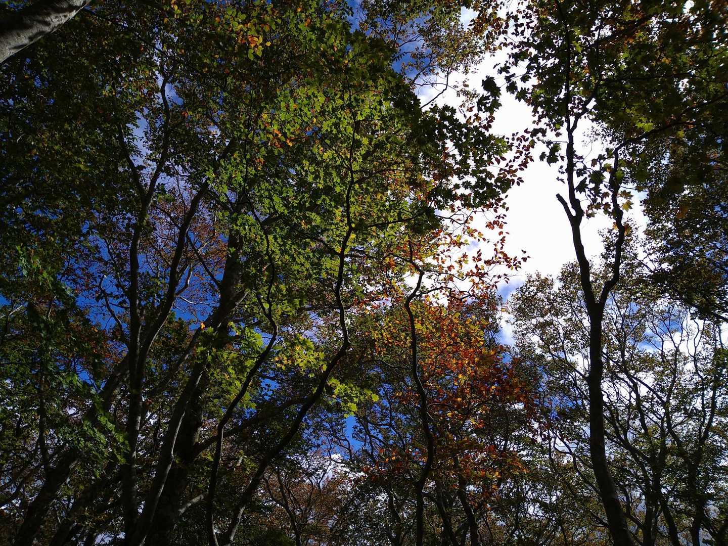 標高を上げていくと紅葉の気配