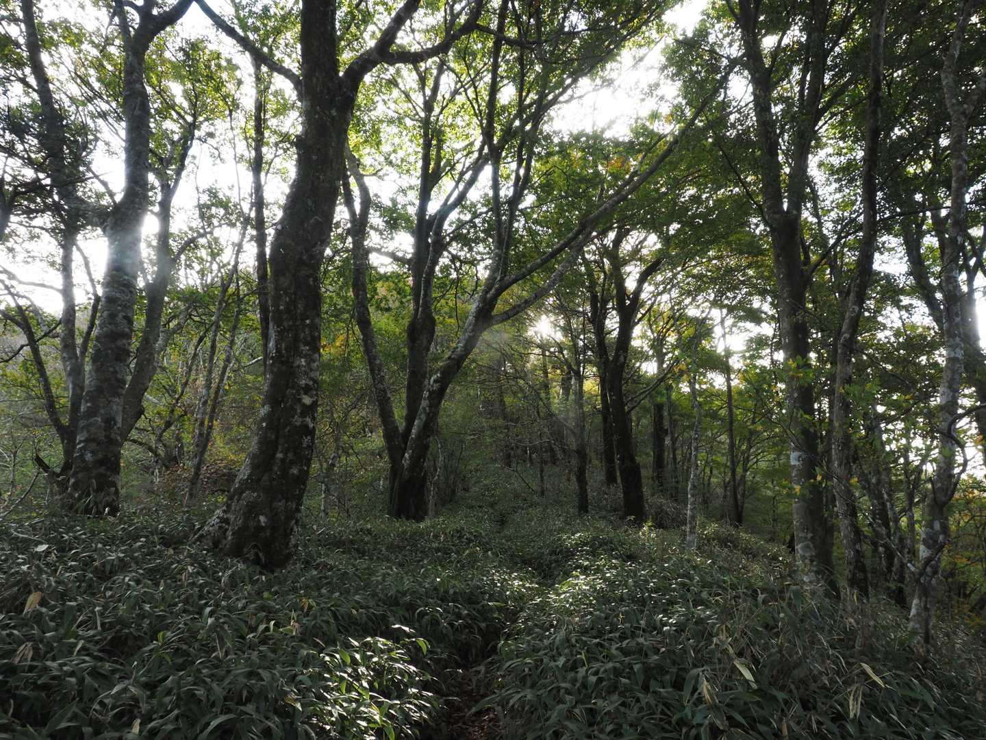 ブナが点在する林
期待していた紅葉はまだ😔