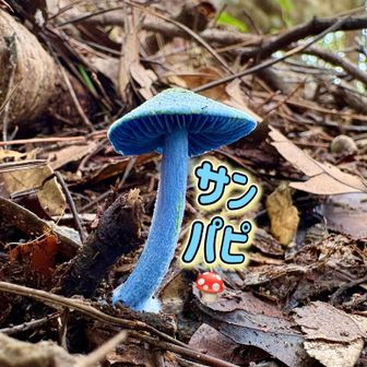 サンリーパピィ🍄