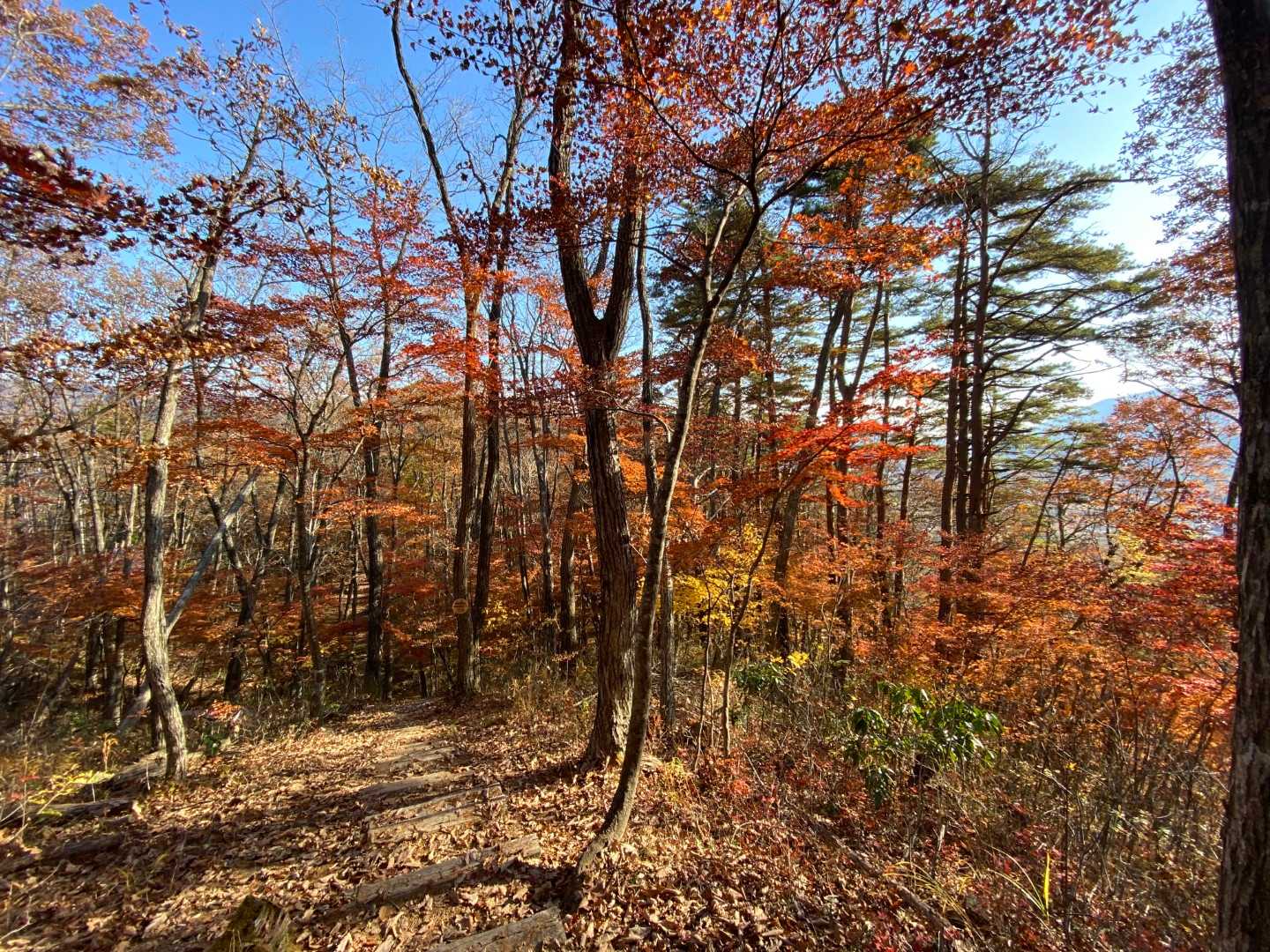 紅葉を楽しみながら天狗の庭を歩き、林道をのんびりと歩いていって