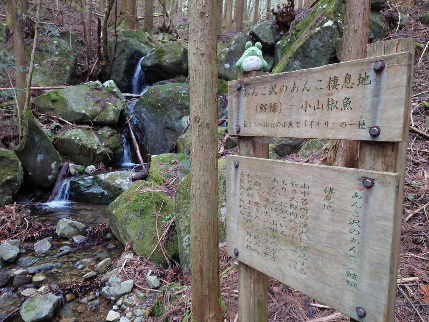 アンコ沢のアンコ生息地！
緑:オオサンショウウオは、最大全長150cmを超える世界最大級の両生類で、その扁平な体から別名「アンコウ」や「ハンザキ」とも呼ばれる特別天然記念物です。by Google先生ꉂ🤣𐤔