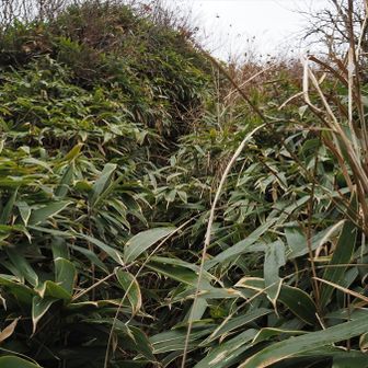 ちょっと藪漕ぎ…