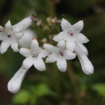 サツマイナモリ