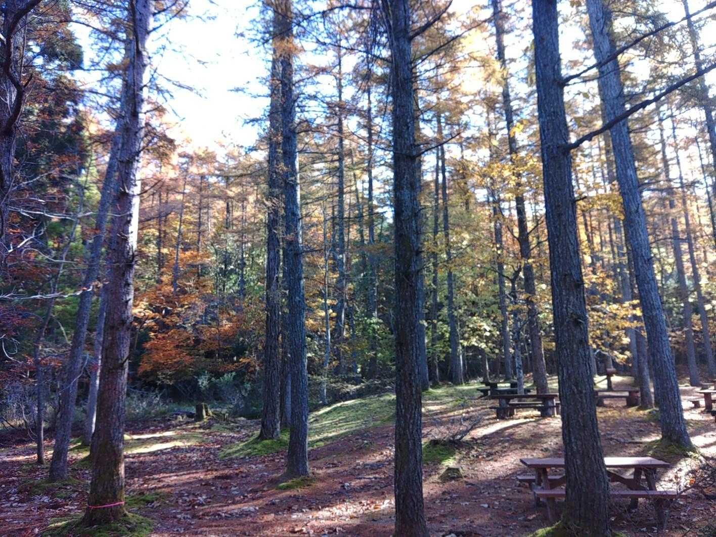 千軒平-もみじ平 周回コースの写真