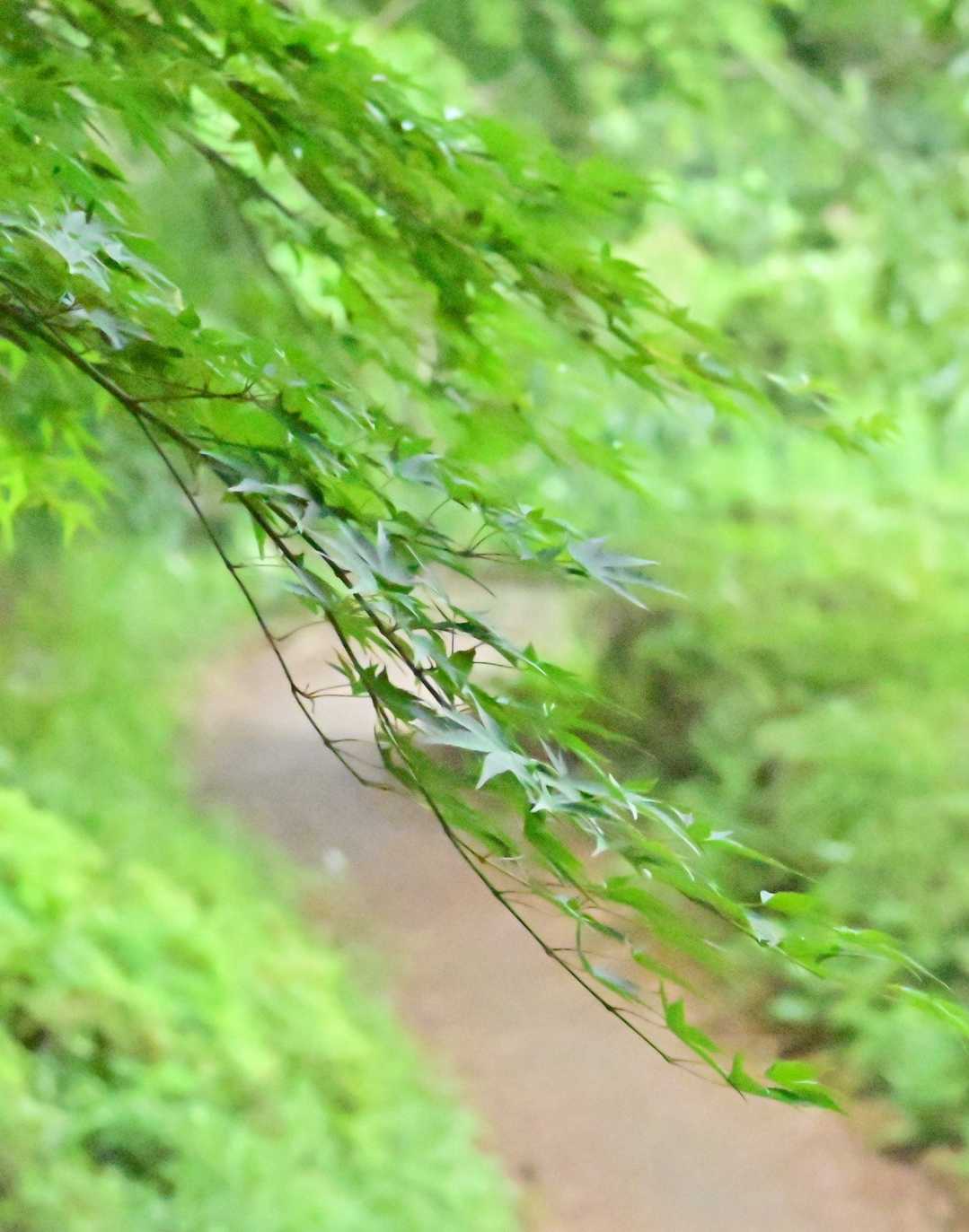 降りて
