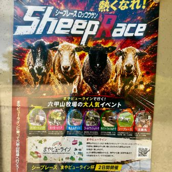 sheep race😅見てみたい