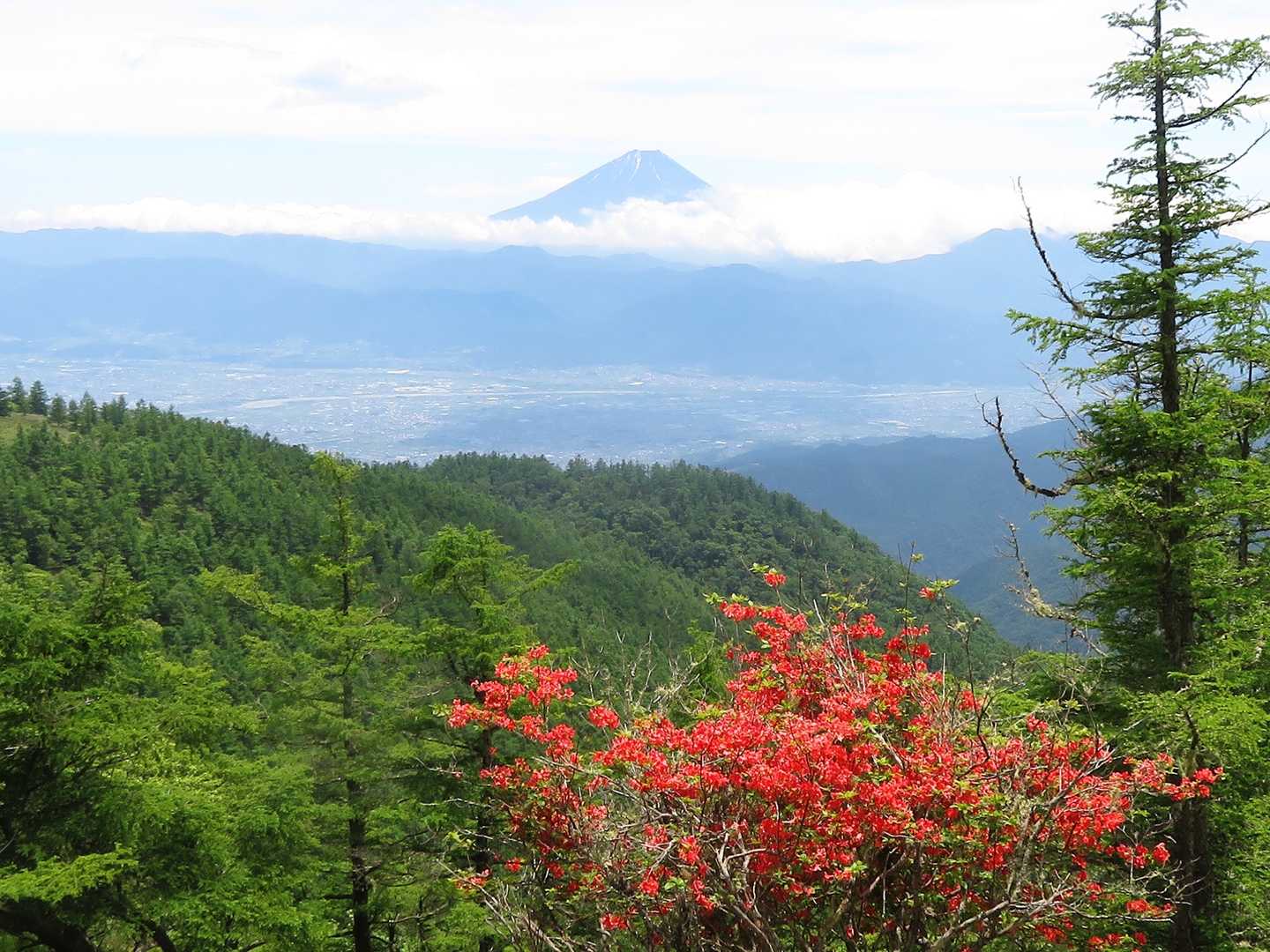 富士山とヤマツツジ