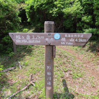 蛭ヶ岳まであと３.2キロもある。。