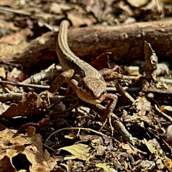 もうヘタレとは呼ばせない。