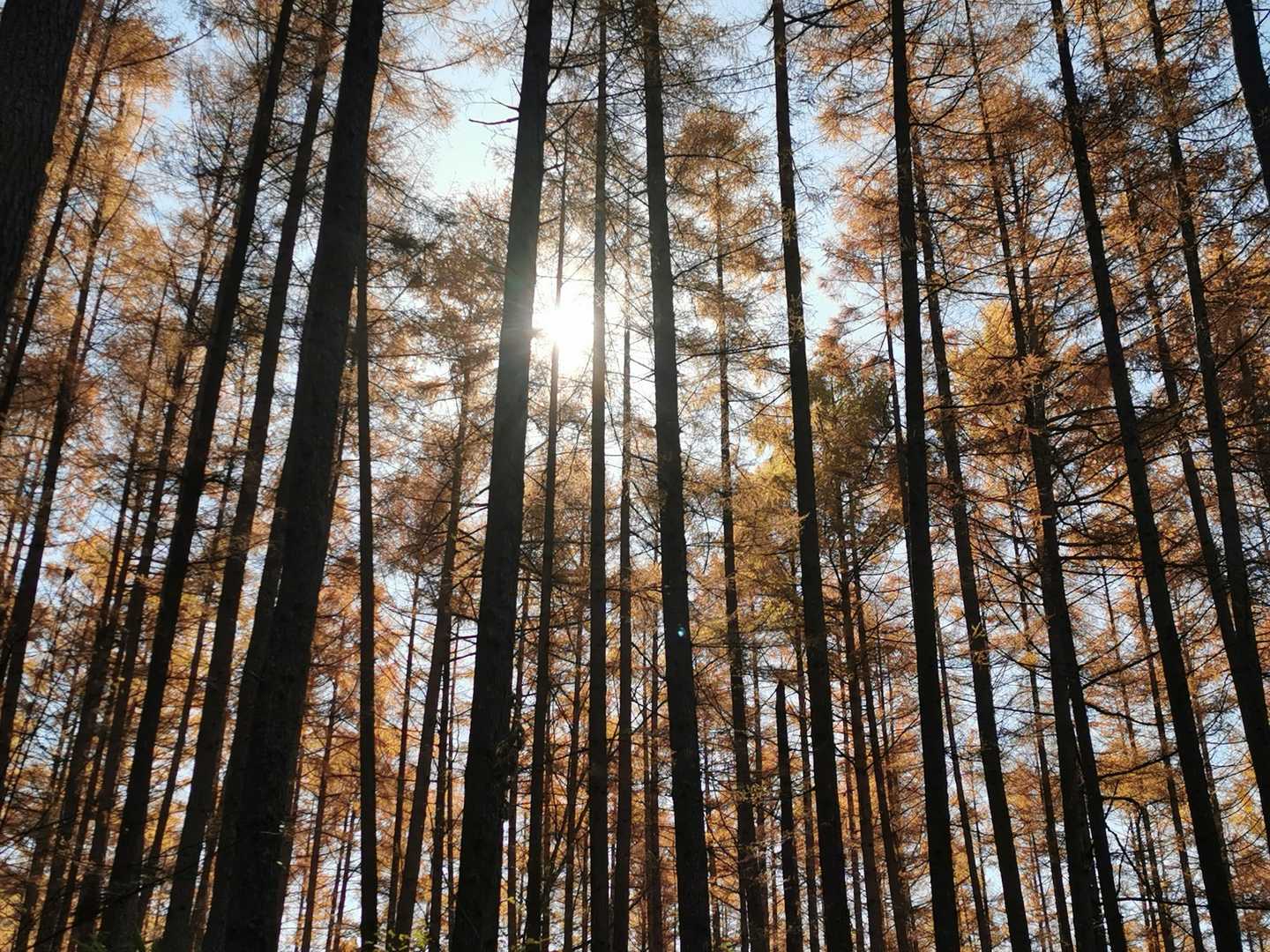 カラマツの木漏れ日🙆