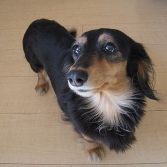 クッキーのパパ