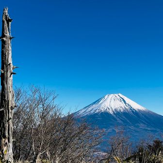 富士山と🌴