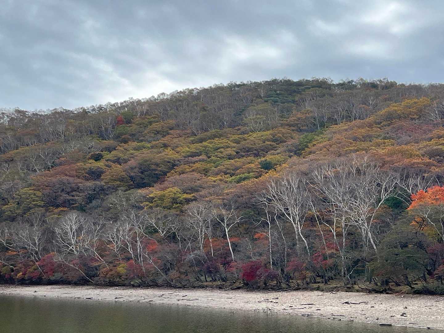 小沼の紅葉2️⃣
ダケカンバの白が映える