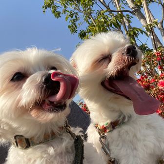 つなちゃちゃコムギン