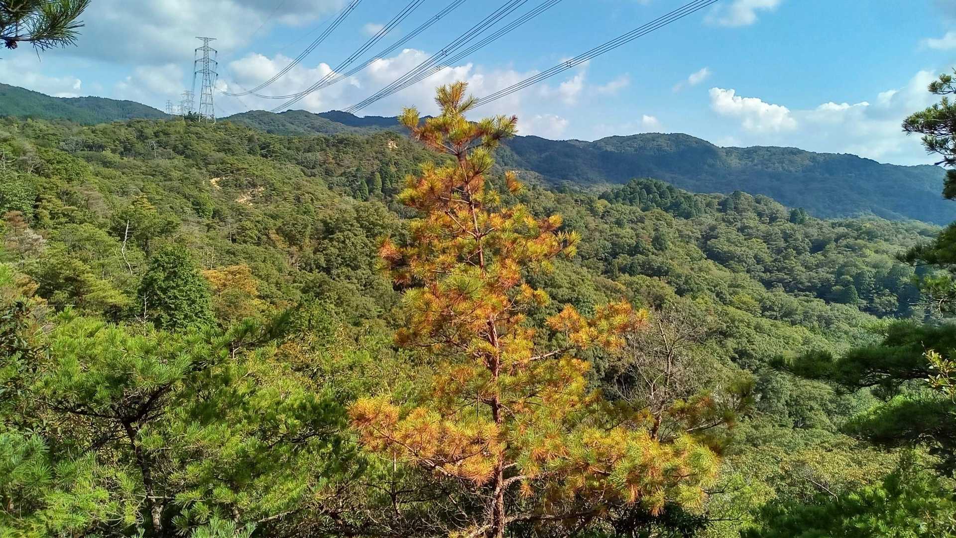 元岩巣山 往復コースの写真