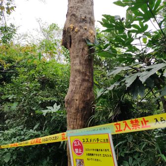 スズメバチ注意⚠️の看板。秋ですねぇ…（そうなのか？）