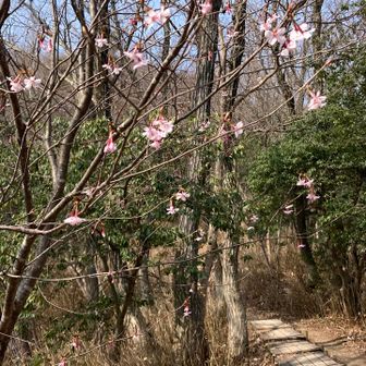 キンキマメザクラも満開