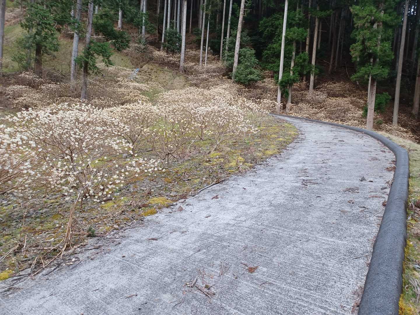 岩屋山 往復コースの写真