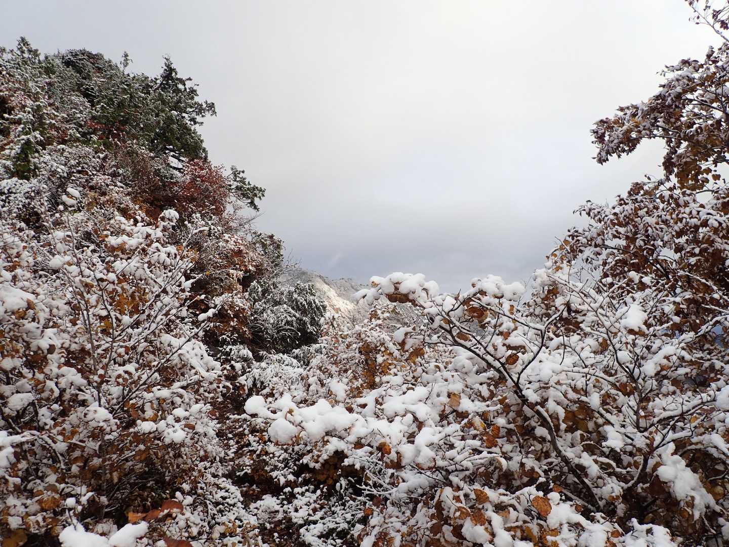 【縦走】鳥甲山（ムジナ平・屋敷）の写真