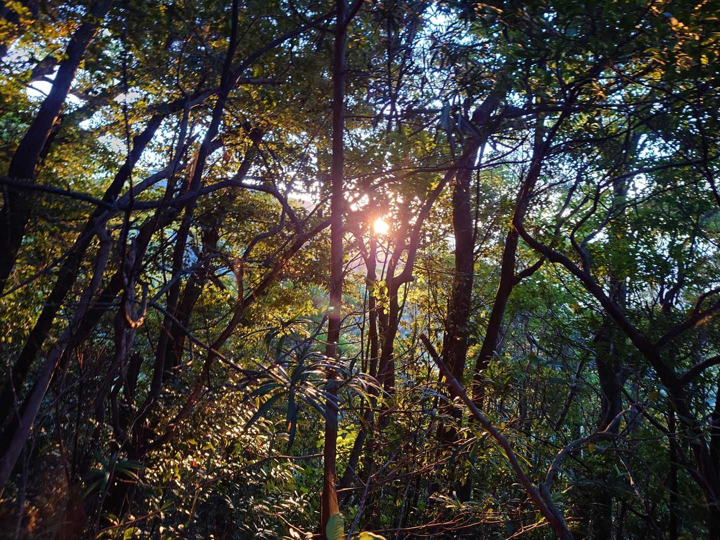 鷲尾山 往復コースの写真
