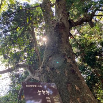 東の宮ケヤキ✨