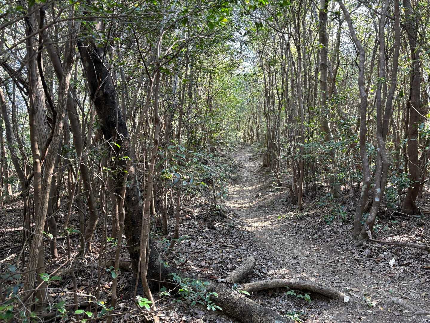 とても歩きやすい、鼻歌ロードでした🎵
登山者にも沢山会いました。