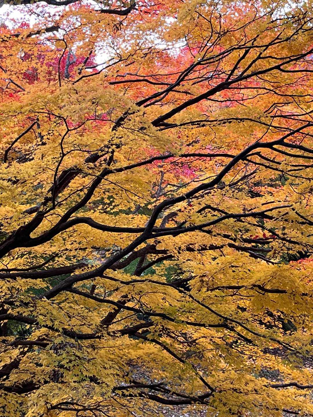 小谷山 往復コースの写真
