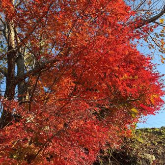 いい感じの紅葉