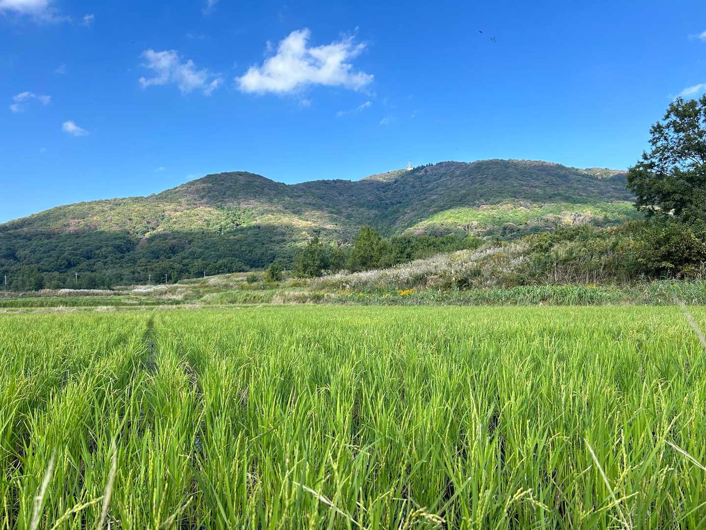 羊田のバックに宝篋山。
雲の影がお山にかかりこれも良し。