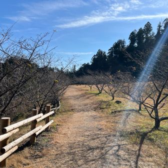 ここでシートを広げてお花見したいなー🥰