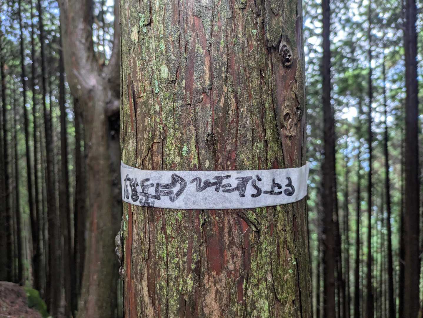 ひたすら上る
どんだけとは書かず、ひたすら😆