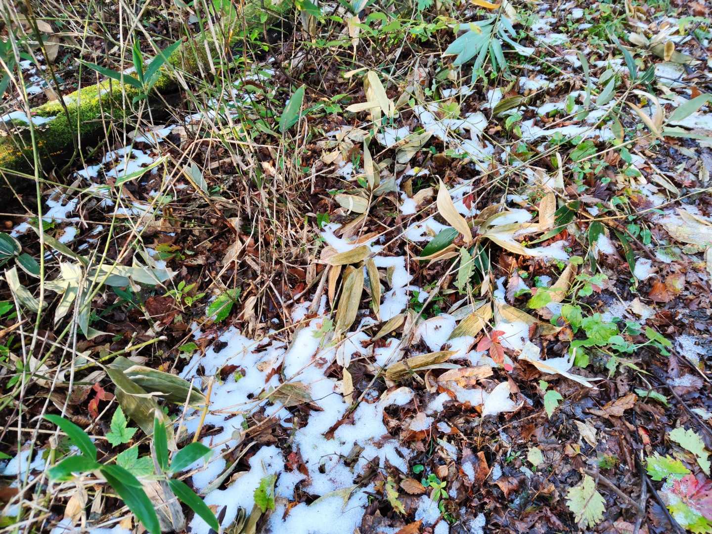 すると、急登が終わった標高1100mくらいからチラホラ雪❄が…