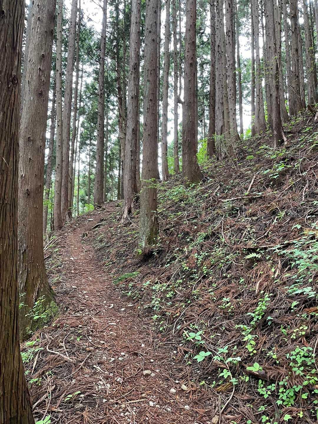 軍刀利神社-生藤山 往復コースの写真