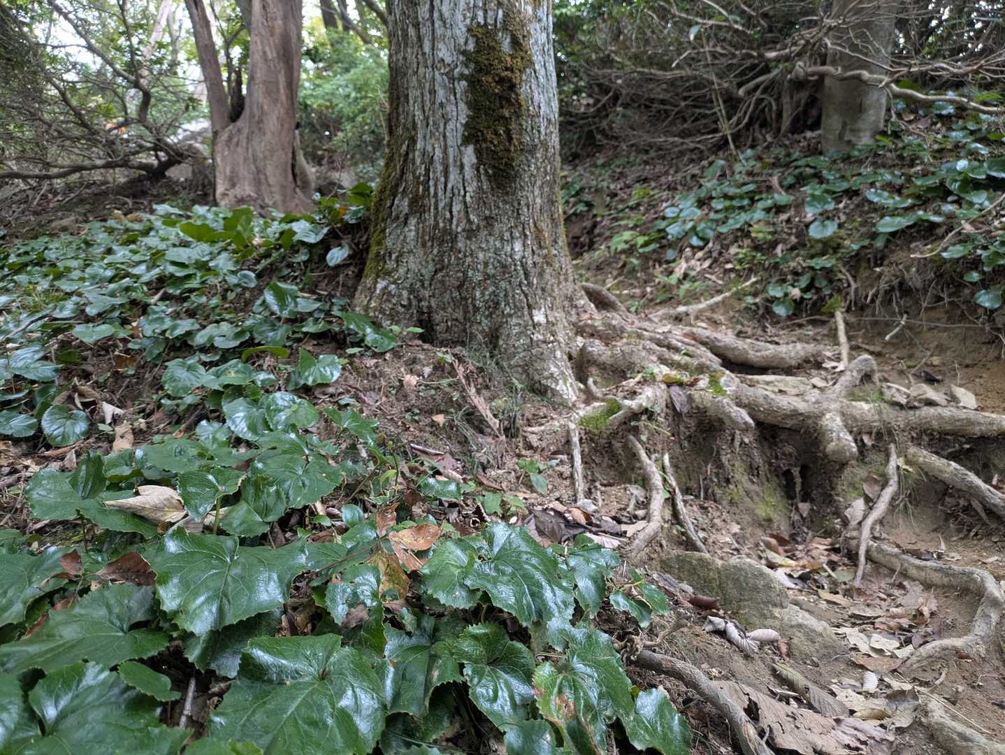 イワカガミの群生地なのね