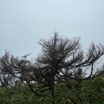 どうしたらこうなるのか🧐