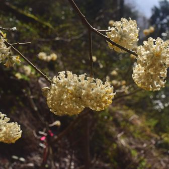 しつこいくらいにミツマタ