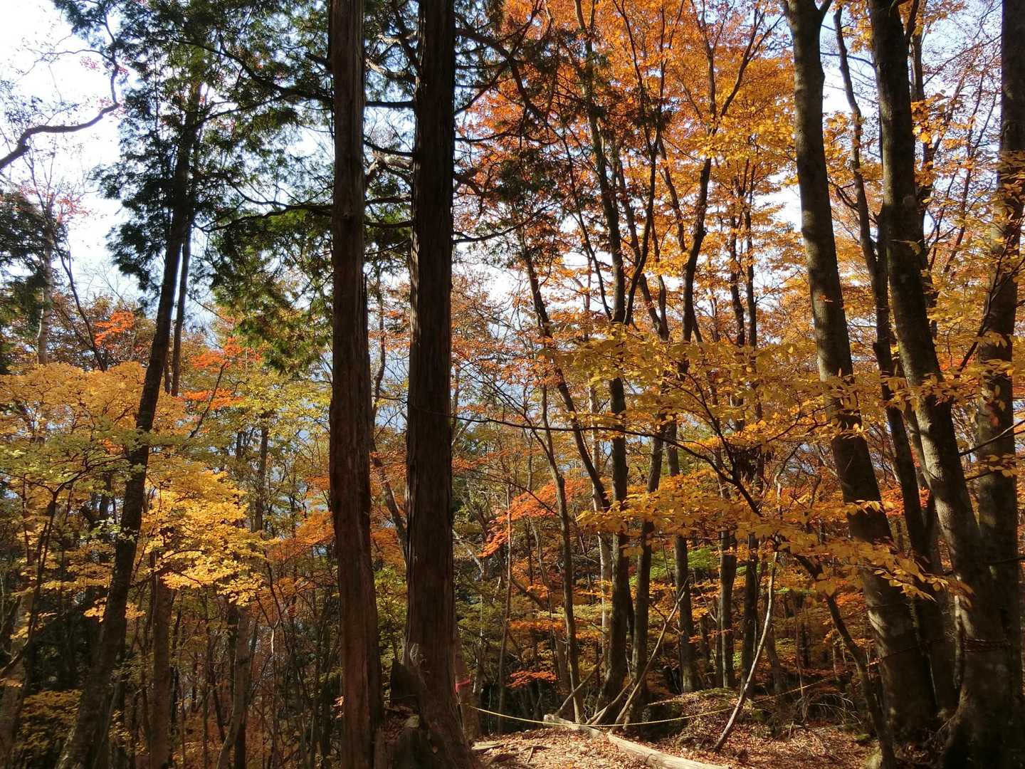 三峯神社近くになるとまた紅葉見ながら歩きます🍁