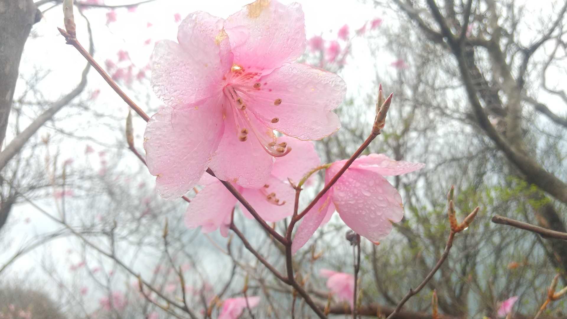 ヒトツバナ 見納めの時期です  また来年…