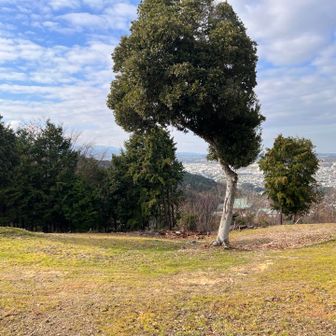 なんかダチョウのような木😆🦃🌳
