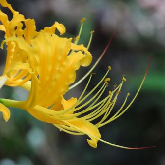 ショウキズイセン