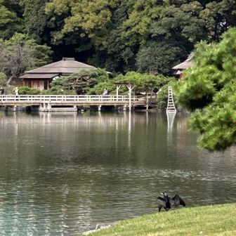 池にいろいろな水鳥がいました
