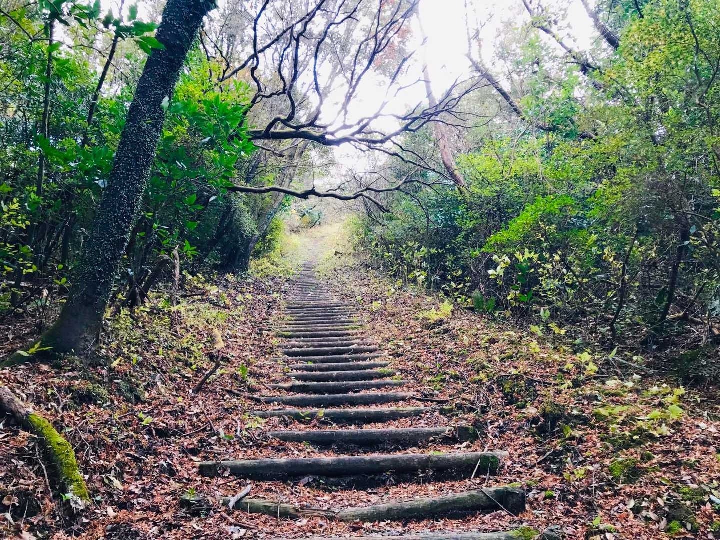 てくてく🚶