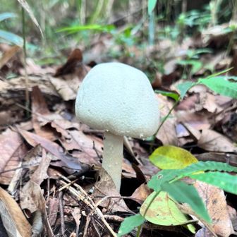 大山へ続く道ににょっきりと現れた白キノコ。
これはヤバいやつ…
