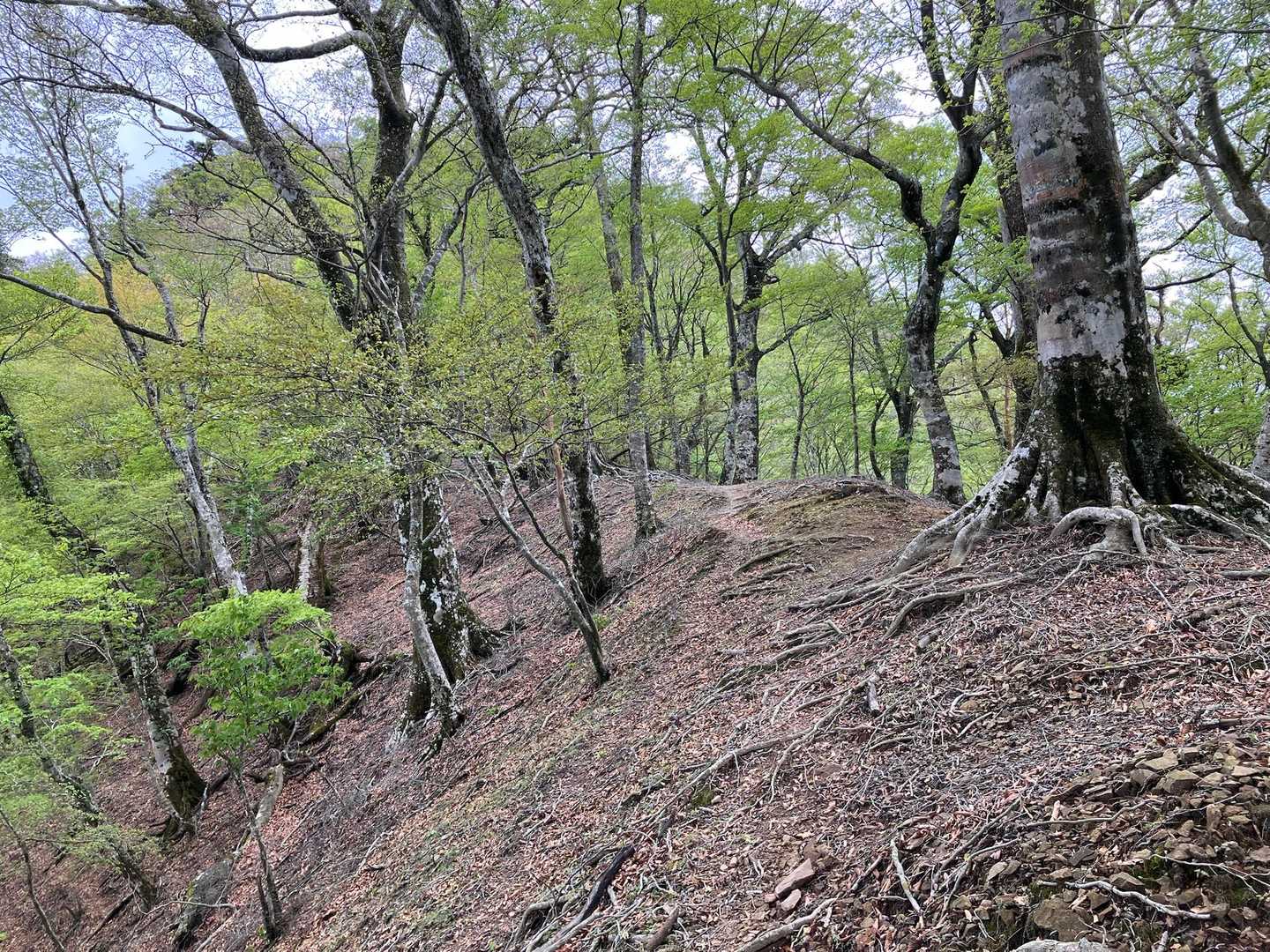 気持ちよく歩けます。