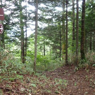 高鳥屋山と清内路への分岐に戻ってきて、清内路方面へ
