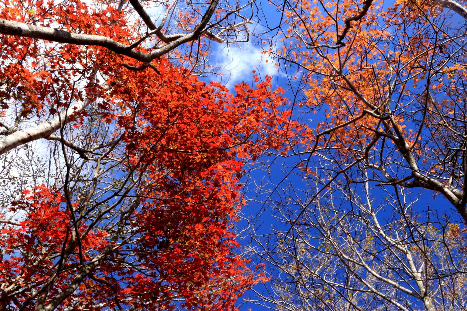 青空に🍁が映える